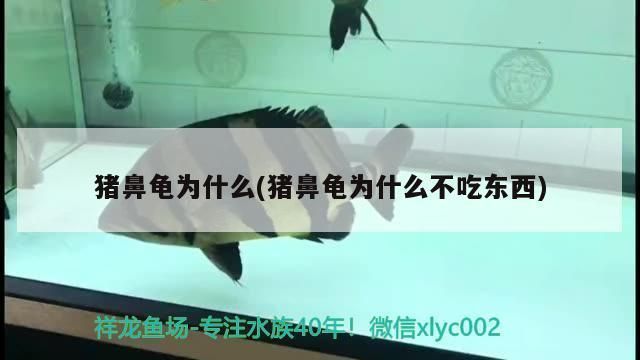 豬鼻龜如何繁殖：豬鼻龜怎么繁殖，豬鼻龜?shù)姆敝撤椒? title=