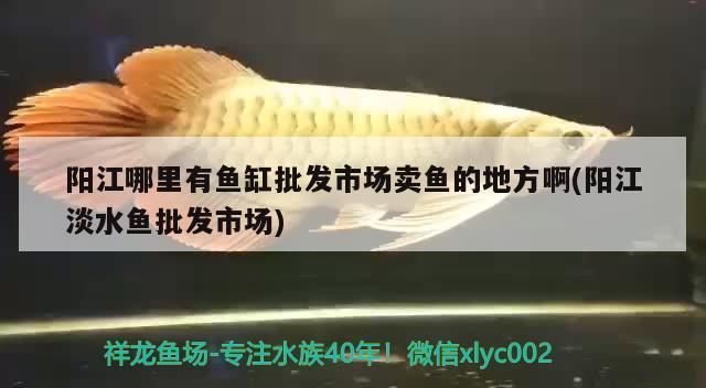 陽(yáng)江魚缸批發(fā)市場(chǎng)：陽(yáng)江哪里有魚缸批發(fā)市場(chǎng) 全國(guó)觀賞魚市場(chǎng) 第4張