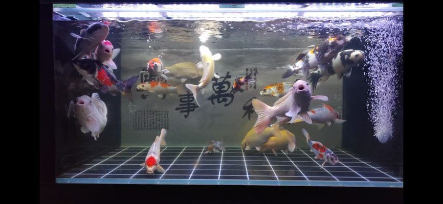 棗莊水族批發(fā)市場(chǎng)：棗莊水族批發(fā)市場(chǎng)在哪里 全國(guó)觀賞魚(yú)市場(chǎng) 第4張