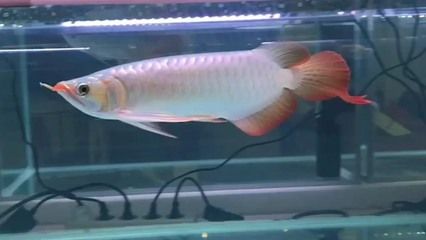 30公分紅龍魚：30公分紅龍魚品相鑒定技巧及飼養(yǎng)注意事項(xiàng) 紅龍魚百科 第4張