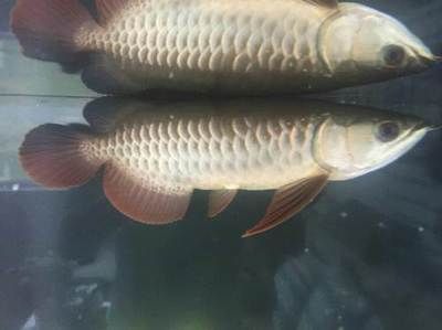 龍魚(yú)咬架怎么辦視頻：如何處理龍魚(yú)之間的咬架問(wèn)題 龍魚(yú)百科 第2張