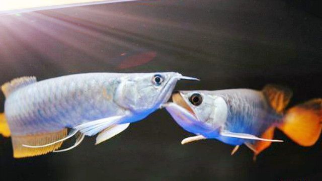 龍魚(yú)咬架怎么辦視頻：如何處理龍魚(yú)之間的咬架問(wèn)題 龍魚(yú)百科 第4張