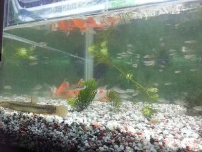 日照龍魚專賣店 全國觀賞魚市場 第3張