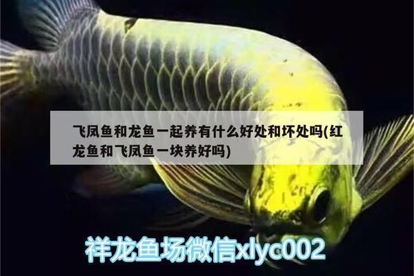 景德鎮(zhèn)觀賞魚批發(fā)市場：景德鎮(zhèn)觀賞魚批發(fā)批發(fā)市場 全國觀賞魚市場 第3張