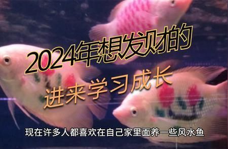 龍魚養(yǎng)幾條好風水最好呢：龍魚養(yǎng)幾條最好 龍魚百科 第5張