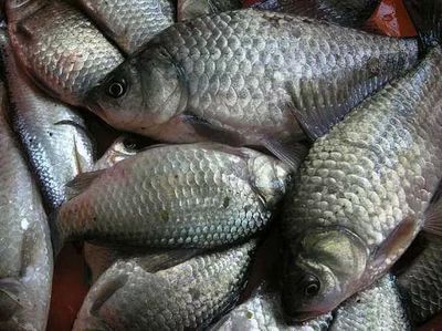 金龍魚半年沒吃食什么原因：為什么金龍魚在半年的時間里沒有吃食？ 水族問答 第2張