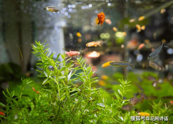 適合在魚缸里養(yǎng)的花：幾種適合在魚缸里養(yǎng)的植物 魚缸百科 第2張