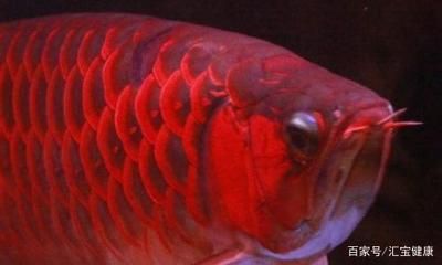 日本紅龍魚 紅龍魚百科 第1張