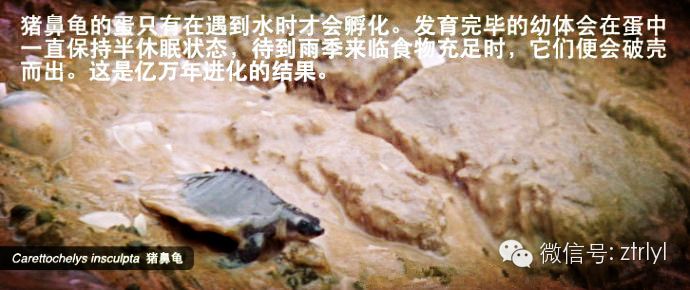 豬鼻龜是瀕危動物嗎為什么不吃東西：豬鼻龜為什么不讓賣