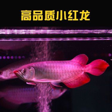 過背金龍魚價格表圖片：魚市過背金龍價格表 金龍魚百科 第3張