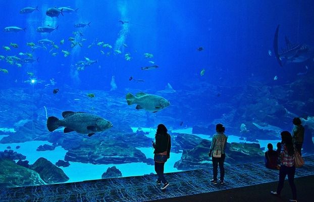 孝感魚缸批發(fā)市場：孝感水族批發(fā)市場在哪里 全國觀賞魚市場 第4張