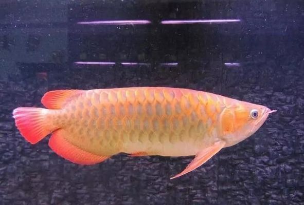 過背金龍魚健康狀態(tài)自檢方法：過背金龍魚健康狀態(tài)自檢方法過背金龍魚健康狀態(tài)自檢方法