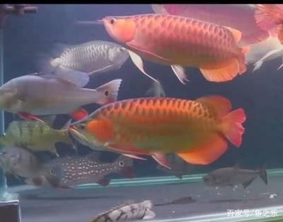 金龍魚和血紅龍魚混養(yǎng)嗎：金龍魚和血紅龍魚的混養(yǎng)注意事項(xiàng) 紅龍魚百科 第1張