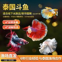 鄭州觀賞魚批發(fā)市場 全國觀賞魚市場 第11張