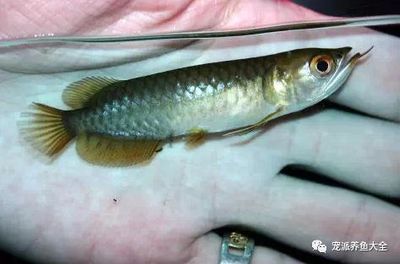 過背金龍魚10多斤能繁殖嗎：過背金龍魚10多斤是否能繁殖 金龍魚百科 第4張