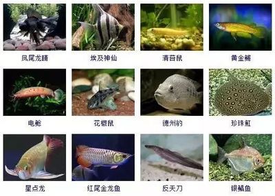 星點(diǎn)金龍魚體色變化規(guī)律：星點(diǎn)金龍魚體色變化規(guī)律與金龍魚的一般體色變化規(guī)律 金龍魚百科 第6張