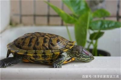 金龍魚比魯花便宜好多：為什么金龍魚比魯花便宜這么多？ 水族問答 第2張