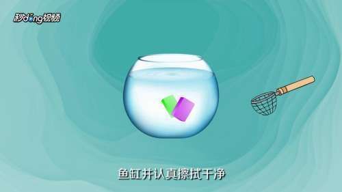 魚(yú)缸消毒的最佳實(shí)踐：關(guān)于海鮮魚(yú)缸消毒液選擇的建議 魚(yú)缸百科 第4張