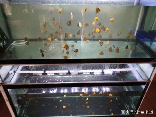 金龍魚比賽冠軍名單公布了嗎：金龍魚比賽冠軍名單公布了嗎？ 水族問答 第1張