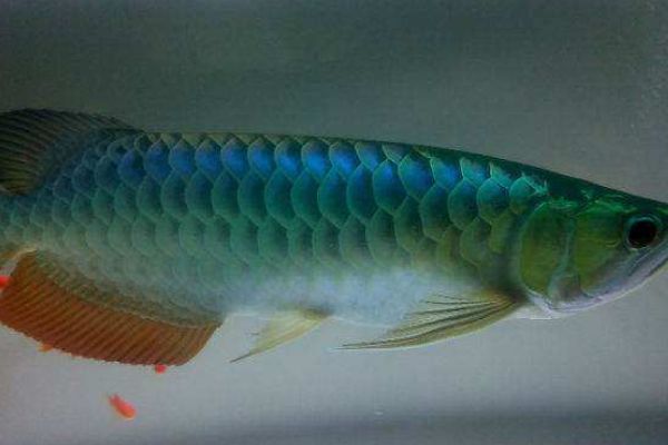 過(guò)背金龍魚(yú)多久發(fā)色一次?。哼^(guò)背金龍魚(yú)發(fā)色時(shí)間 金龍魚(yú)百科 第4張