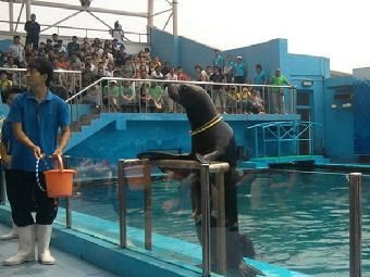 池州水族館：安徽池州水族館)三臺(tái)山公園(三臺(tái)山公園花鳥(niǎo)市場(chǎng) 全國(guó)觀賞魚(yú)市場(chǎng) 第1張