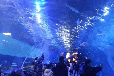 池州水族館：安徽池州水族館)三臺(tái)山公園(三臺(tái)山公園花鳥(niǎo)市場(chǎng) 全國(guó)觀賞魚(yú)市場(chǎng) 第3張