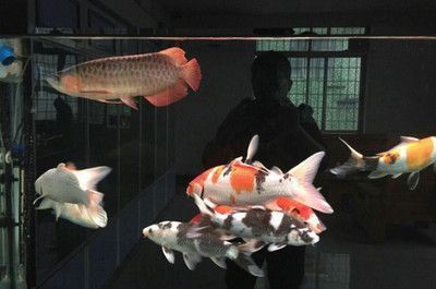 小紅龍魚(yú)價(jià)格表：小紅龍魚(yú)價(jià)格表，小紅龍魚(yú)市場(chǎng)價(jià)格趨勢(shì) 紅龍魚(yú)百科 第2張