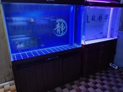 鶴崗水族批發(fā)市場(chǎng) 全國(guó)觀賞魚市場(chǎng) 第8張