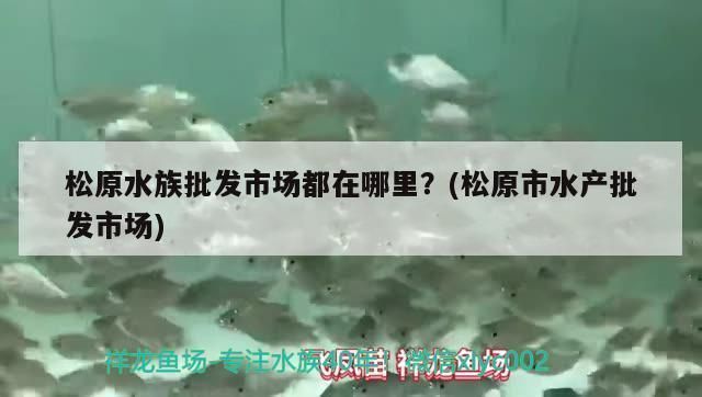 廣元水族批發(fā)市場(chǎng)：廣元水族批發(fā)市場(chǎng)價(jià)格對(duì)比廣元水族批發(fā)市場(chǎng)價(jià)格對(duì)比 全國(guó)觀賞魚(yú)市場(chǎng) 第10張