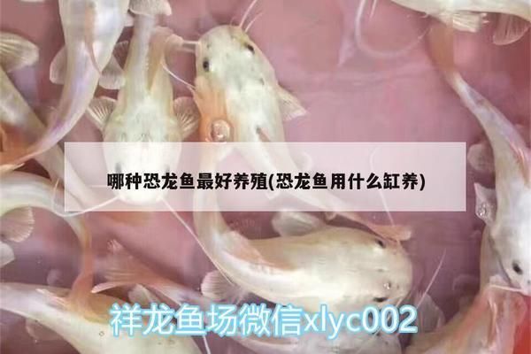 金龍魚變色的階段有哪些表現(xiàn)：金龍魚變色的階段有哪些表現(xiàn)？ 水族問答