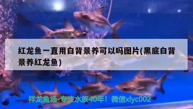 揭陽觀賞魚批發(fā)市場：揭陽市揭陽市觀賞魚批發(fā)市場 全國觀賞魚市場 第2張