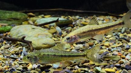 白銀水族批發(fā)市場：甘肅省白銀市水族批發(fā)市場位于甘肅省白銀市水族批發(fā)市場 全國觀賞魚市場 第3張