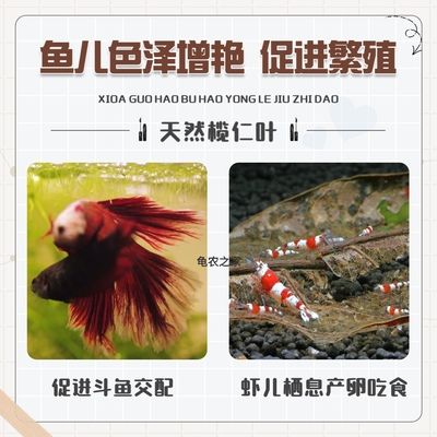 魚缸放橄欖葉和普通樹葉有區(qū)別嗎：魚缸中放置橄欖葉和普通樹葉在生態(tài)效果和美觀方面存在差異 魚缸百科 第1張