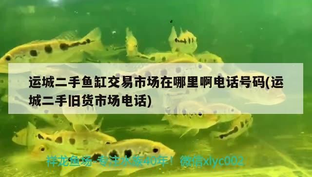 運(yùn)城魚(yú)缸批發(fā)市場(chǎng)：各種品牌運(yùn)城魚(yú)缸批發(fā)市場(chǎng)在哪里有賣的 全國(guó)觀賞魚(yú)市場(chǎng) 第6張