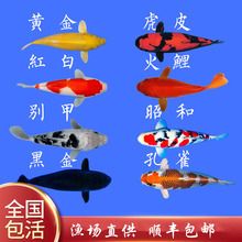 南陽觀賞魚批發(fā)市場：南陽觀賞魚批發(fā)市場推薦：南陽觀賞魚批發(fā)市場最新活動 全國觀賞魚市場 第11張