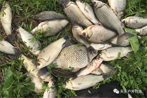 金龍魚標(biāo)簽尺寸是多少的：金龍魚品牌的產(chǎn)品標(biāo)簽設(shè)計(jì) 水族問答 第2張