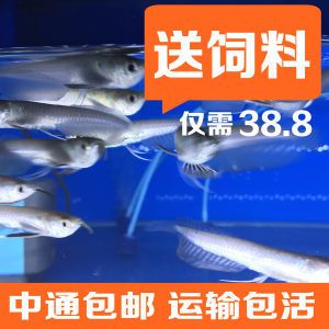 銀龍魚苗運(yùn)輸費(fèi)用標(biāo)準(zhǔn)：銀龍魚苗的運(yùn)輸成本受多個(gè)因素影響 龍魚百科 第1張