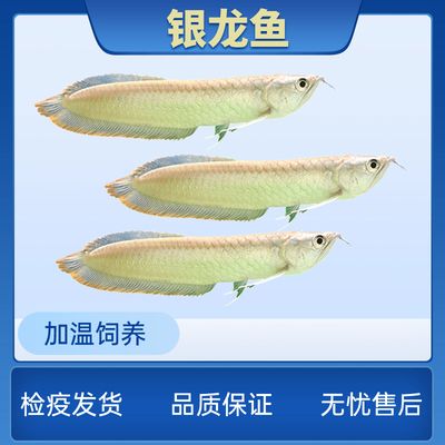 銀龍魚苗運(yùn)輸費(fèi)用標(biāo)準(zhǔn)：銀龍魚苗的運(yùn)輸成本受多個(gè)因素影響 龍魚百科 第5張