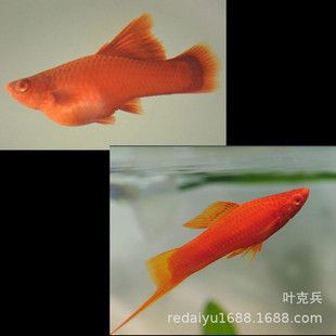 信陽觀賞魚批發(fā)市場(chǎng)：信陽市觀賞魚批發(fā)市場(chǎng) 全國(guó)觀賞魚市場(chǎng) 第2張