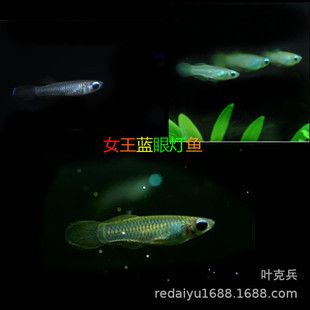 信陽觀賞魚批發(fā)市場(chǎng)：信陽市觀賞魚批發(fā)市場(chǎng) 全國(guó)觀賞魚市場(chǎng) 第7張