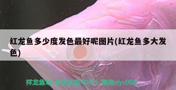 通化龍魚專賣店：通化龍魚專賣店和金龍魚遼陽代理對比通化龍魚專賣店 全國觀賞魚市場 第8張