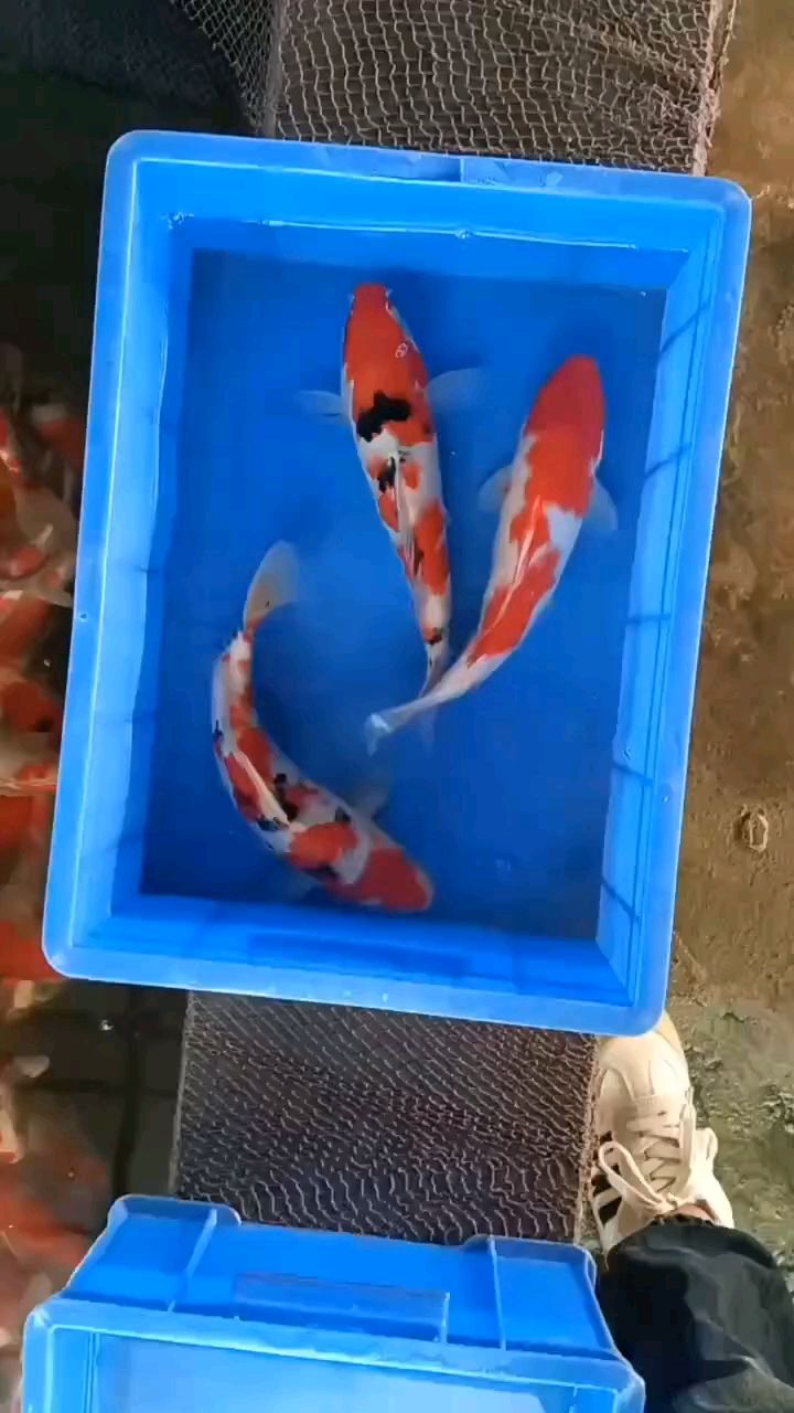 25cm：25厘米高度的挑戰(zhàn) 觀賞魚(yú)論壇