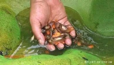 龍魚怎么產卵：關于龍魚的繁殖，你了解多少 龍魚百科 第2張