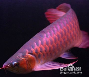 龍魚撞傷鱗片松動(dòng)出血：龍魚撞傷其鱗片導(dǎo)致鱗片松動(dòng)并出血的事件 龍魚百科 第5張