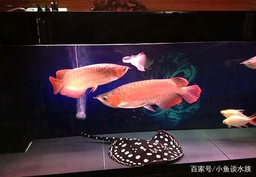 龍魚配對成功概率：關(guān)于龍魚配對成功概率的研究 龍魚百科 第5張