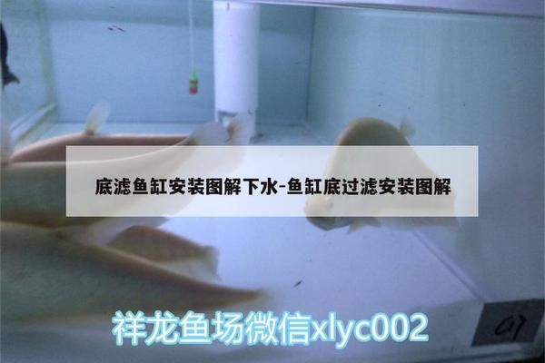 底濾魚缸過濾器安裝圖：如何選擇合適的底濾魚缸過濾器