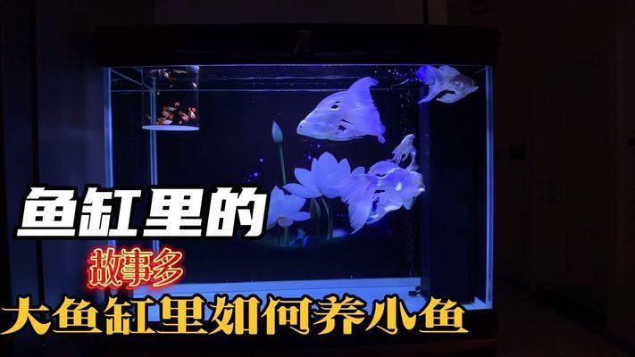 大魚(yú)缸養(yǎng)小魚(yú)視頻：大魚(yú)缸中養(yǎng)小魚(yú)的關(guān)鍵點(diǎn)：通過(guò)這些方法，可以成功養(yǎng)小魚(yú)