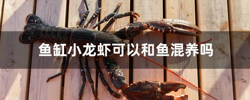 威海魚缸最便宜的地方：威海漁具市場魚缸價格對比 魚缸百科 第2張