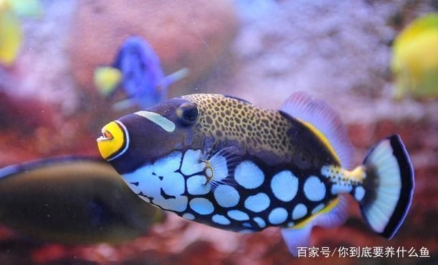 如何檢測(cè)魚(yú)缸水質(zhì)凈化效果：檢測(cè)魚(yú)缸水質(zhì)凈化效果 魚(yú)缸百科 第3張