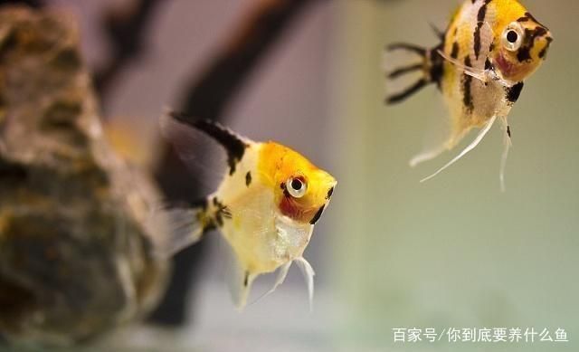 如何檢測(cè)魚(yú)缸水質(zhì)凈化效果：檢測(cè)魚(yú)缸水質(zhì)凈化效果 魚(yú)缸百科 第4張